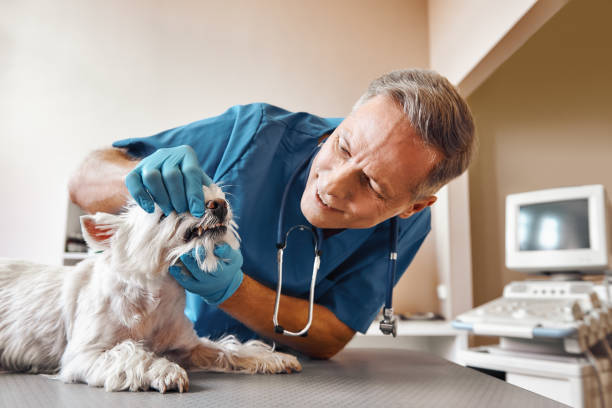 Best Emergency Denture Repair in Golden Glades, FL